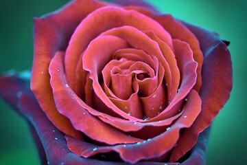 Full English red rose in full bloom - stock photo