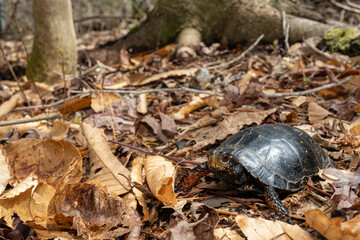 Spotted Turtle - Clemmys guttata