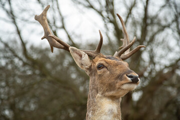 Fallow Deer buck