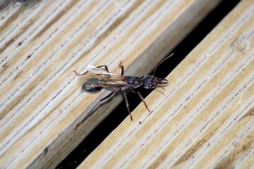 Winged Inch Ant (Myrmecia pyriformis) on verandah, South Australia