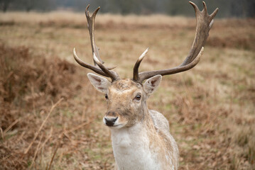 Fallow Deer buck