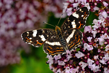 Tagfalter