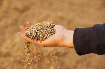 The hands of a farmer close-up holding a handful of wheat grains. Copy space. Rural meadow. Rich harvest concept. Agrocultural cleaning of grain