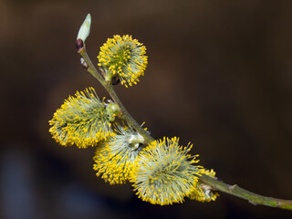Yellow tree buds  of willow blooming