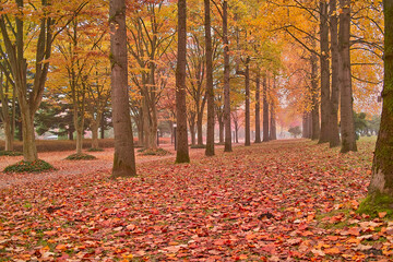 秋の紅葉