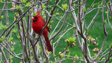 cardinal perched in spring