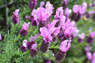 満開のロリポップラベンダー