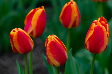 fresh spring red tulip flowers color day