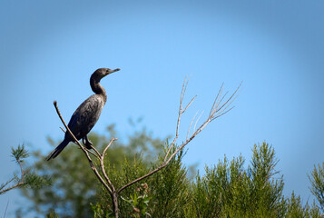 Cormorant perched on tree branches
