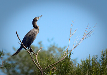 Cormorant perched on tree branches