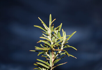 Rosmarinus officinalis leaves close up family lamiaceae modern background high quality big size botanical print