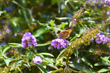 The bright orange butterfly feeds on nectar from the purple blossoms of flowering heather.