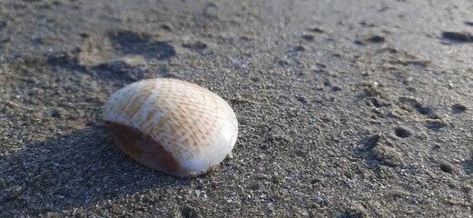 Shell on sand at beach 