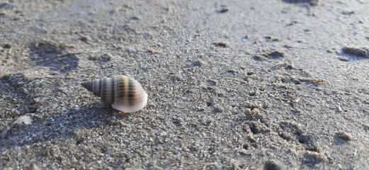 Shell on sand at beach 