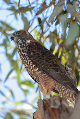 Full grown brown Goshawk, standing on a tree branch, looking to the left in the composition.
Scientific name: Accipiter fasciatus