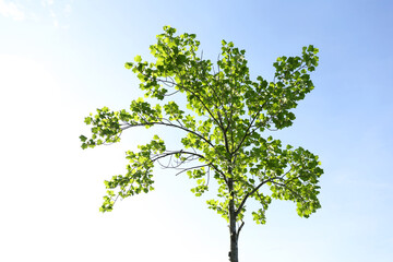 Young Tuliptree in morning sunlight