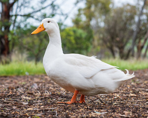 Fototapeta premium Duck