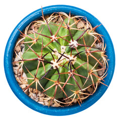 Small globed shaped cactus on a pot