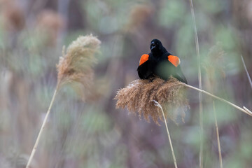 The red-winged blackbird in spring