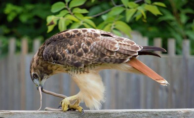 red tailed hawk eat snake