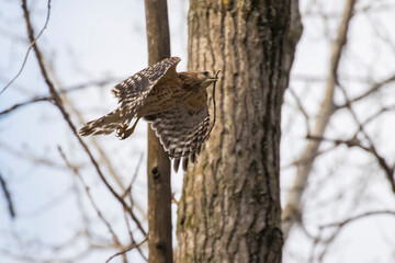 Nesting red shouldered hawk (Buteo lineatus) 
