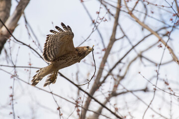 Nesting red shouldered hawk (Buteo lineatus) 