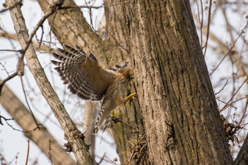 Nesting red shouldered hawk (Buteo lineatus) 