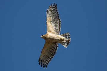 Nesting red shouldered hawk (Buteo lineatus) 