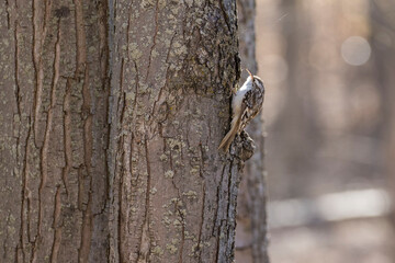 The brown creeper (Certhia americana)