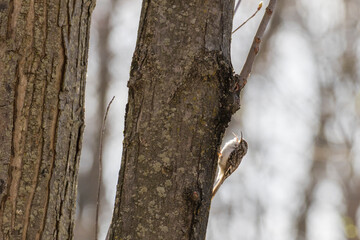 The brown creeper (Certhia americana)