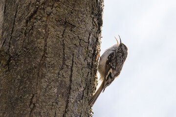 The brown creeper (Certhia americana)