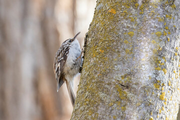 The brown creeper (Certhia americana)