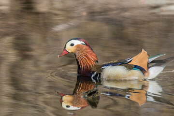Male mandarin duck (Aix galericulata) 