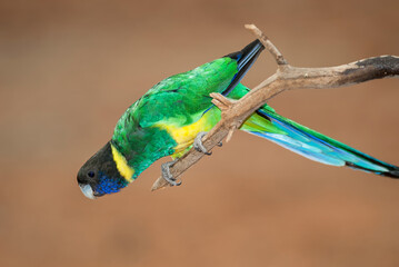 Australian native parrot known as a Twenty eight, perched on a  branch, head down, looking at the camera.
Latin name is Barnardius zonarius.