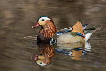 Male mandarin duck (Aix galericulata) 