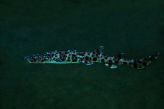 The nursehound, large-spotted dogfish, greater spotted dogfish or bull huss (Scyliorhinus stellaris).