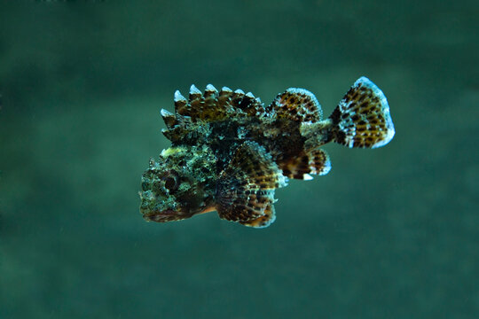 The black scorpionfish (Scorpaena porcus).