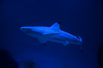 The blacktip reef shark (Carcharhinus melanopterus).