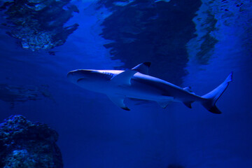 The blacktip reef shark (Carcharhinus melanopterus).