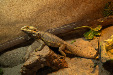 The Bearded dragon (Pogona vitticeps).