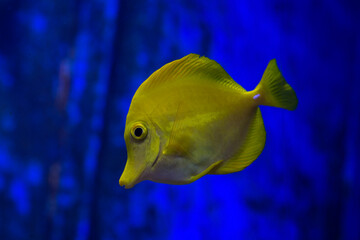  The Yellow tang (Zebrasoma Flavescens).