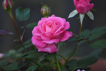 rosa pastel