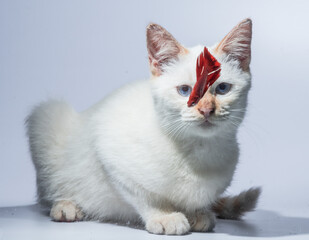 White cat and red betta fish 