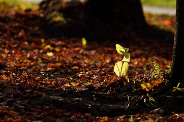 A small green tree in the bright rays of the sun against the background of fallen leaves in the autumn park