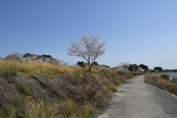 Fototapeta premium mukogawa