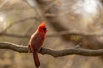 Northern Cardinal (Cardinalis cardinalis) on an April afternoon on the branches