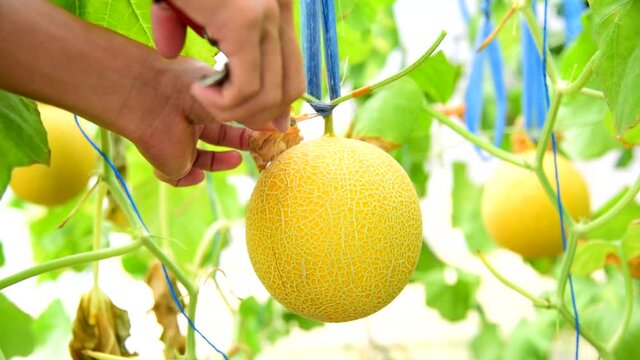 The man havesting the fresh melon in greenhouse garden