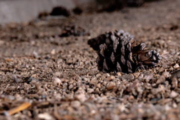 Warm Pine Cone