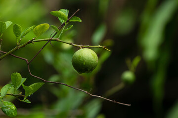 close up lime on tree