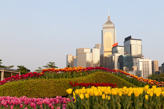 rows of Beautiful red, pink, yellow tulips at the Hong Kong Flower Show in Tarma park, cityscape of buildings in Wan chai in background